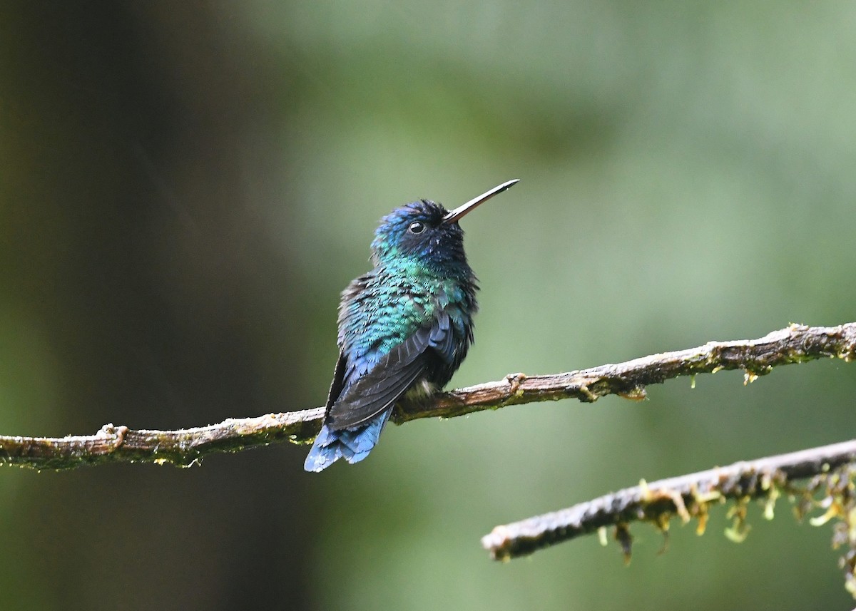 Blue-headed Hummingbird - ML548030801