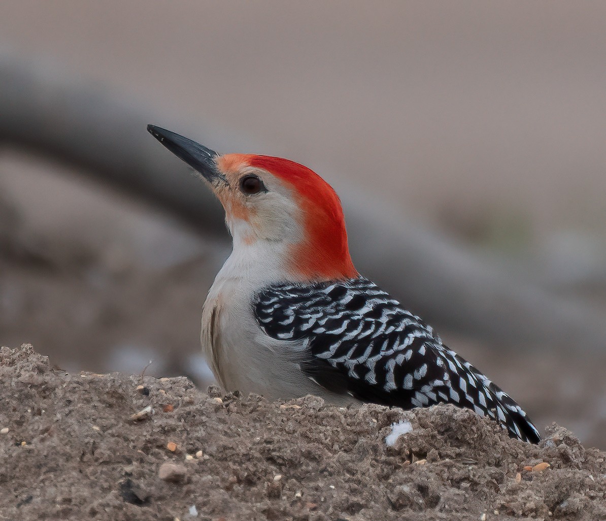 Red-bellied Woodpecker - ML548036941