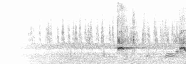  - Green-winged Teal (American)