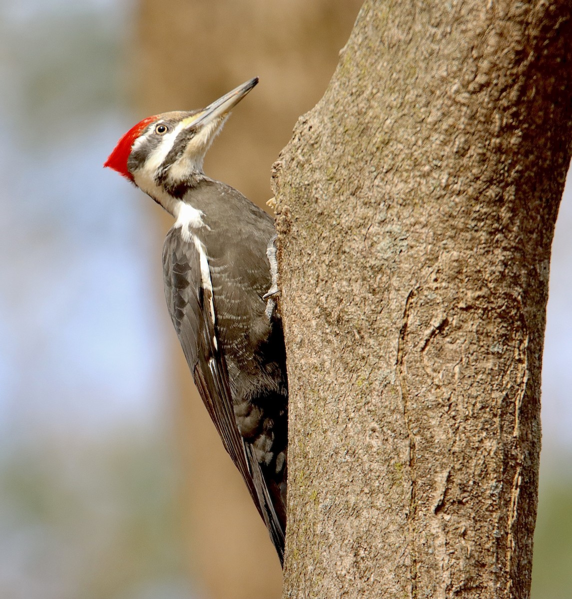 Pileated Woodpecker - ML548037031