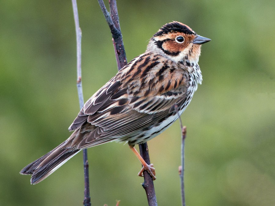 小鵐- eBird