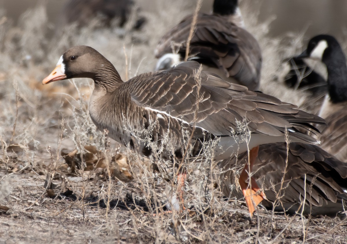 Greater White-fronted Goose - ML548040251
