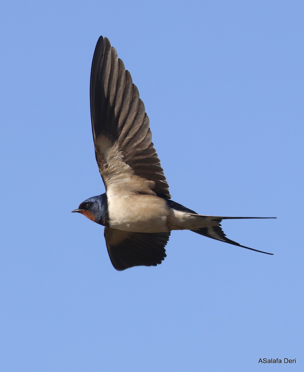 Barn Swallow (White-bellied) - ML548041311
