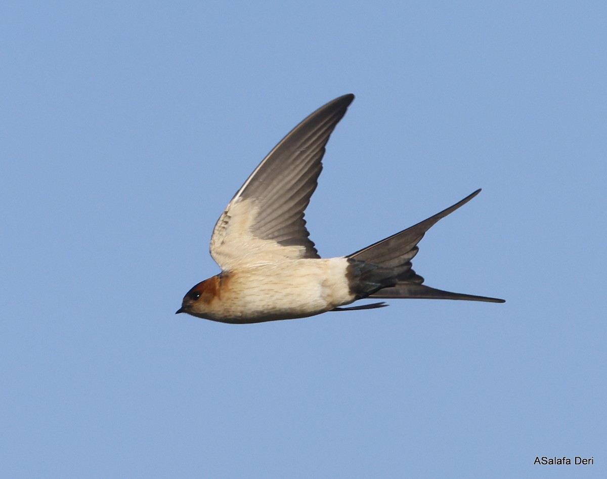 Red-rumped Swallow (Red-rumped) - ML548041371