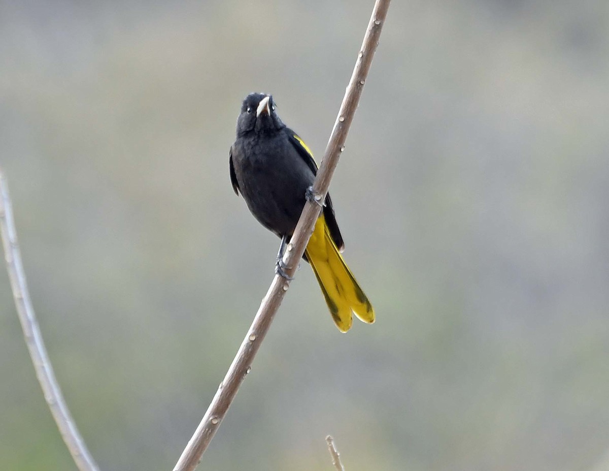 Yellow-winged Cacique - ML548044731