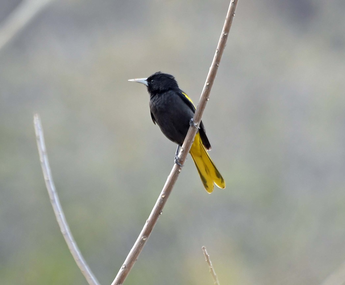 Yellow-winged Cacique - ML548044811