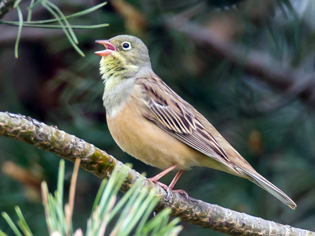 Ortolan Bunting Ebird