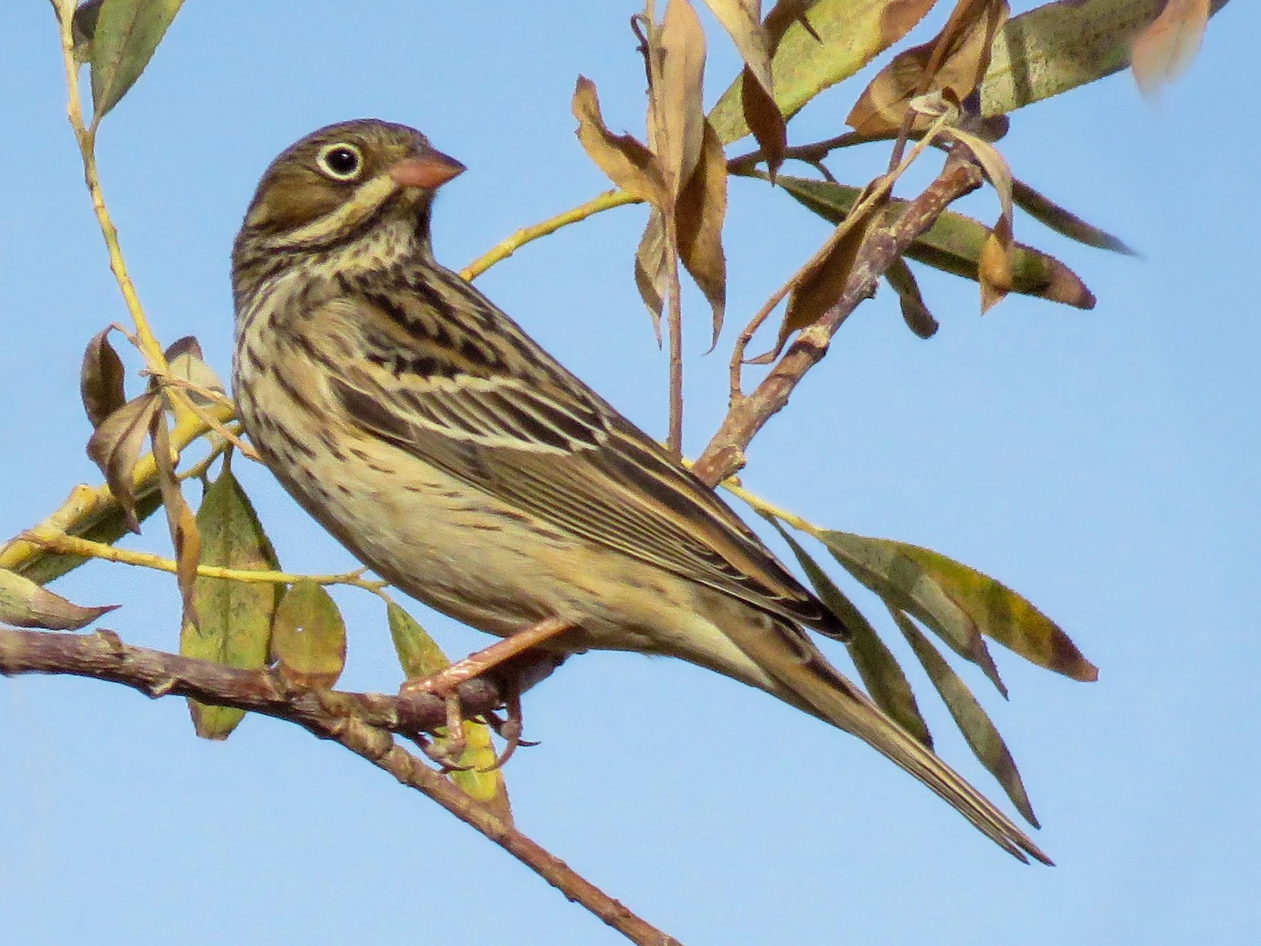 Ortolan Bunting - Dorna Mojab