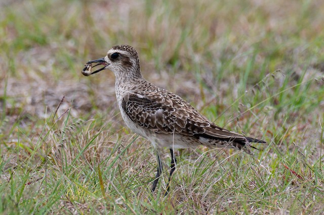 Bird feeding on invertebrate. - American Golden-Plover - 