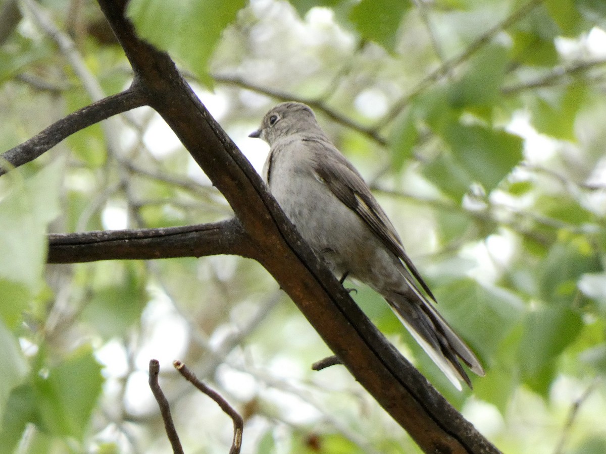 Townsend's Solitaire - ML548047101