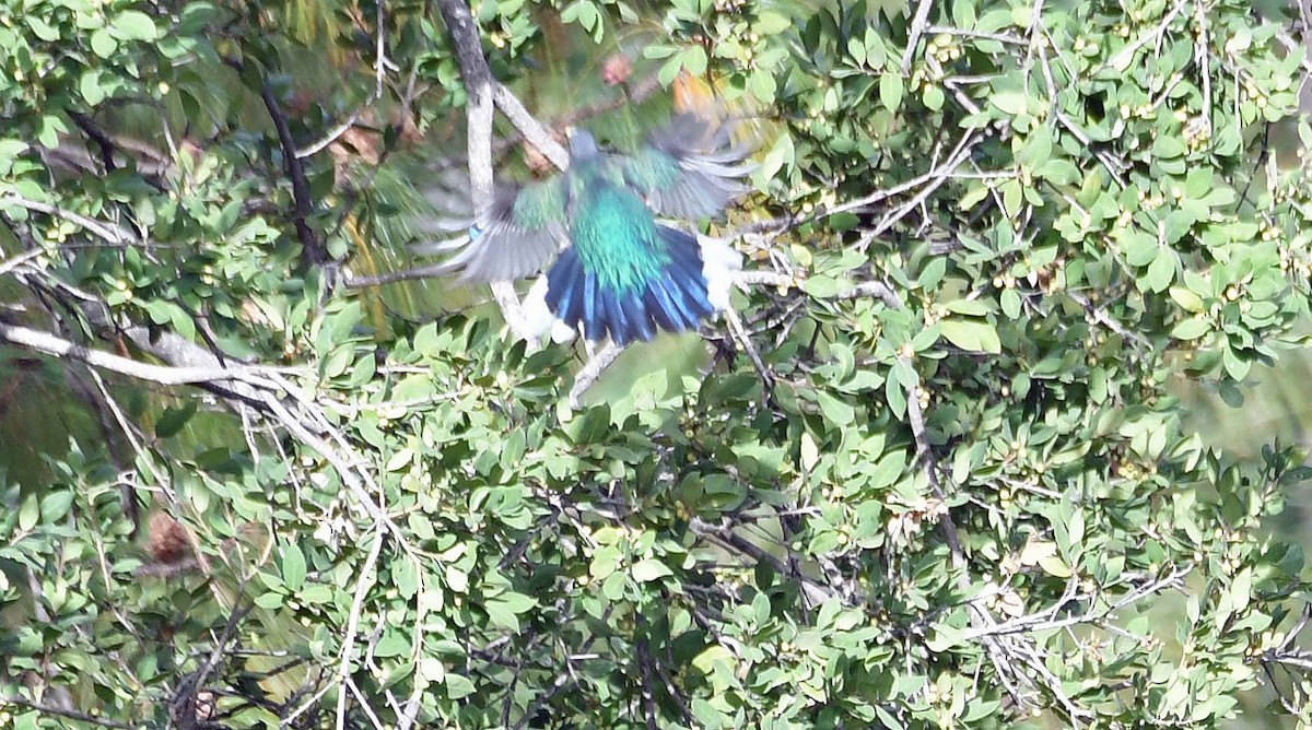 Quetzal oreillard - ML548047231