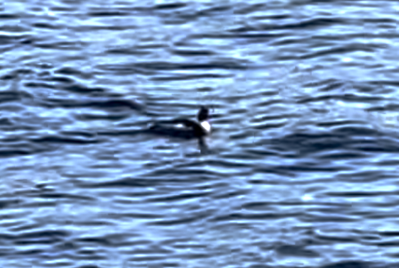 Red-breasted Merganser - Andrew Blair