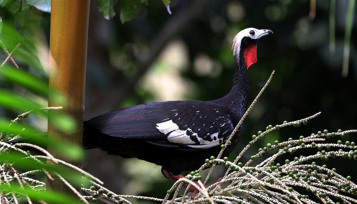Red-throated Piping-Guan - Pavel Parkhaev
