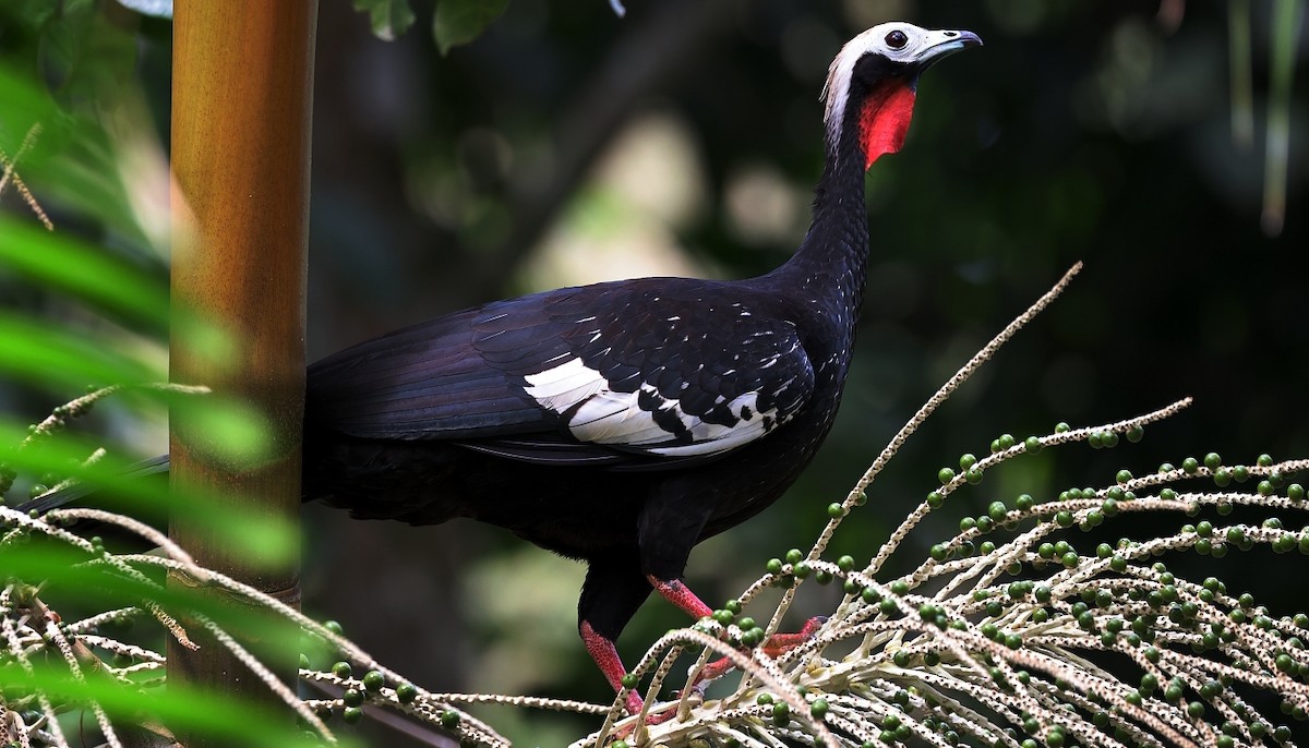 Red-throated Piping-Guan - ML548048641