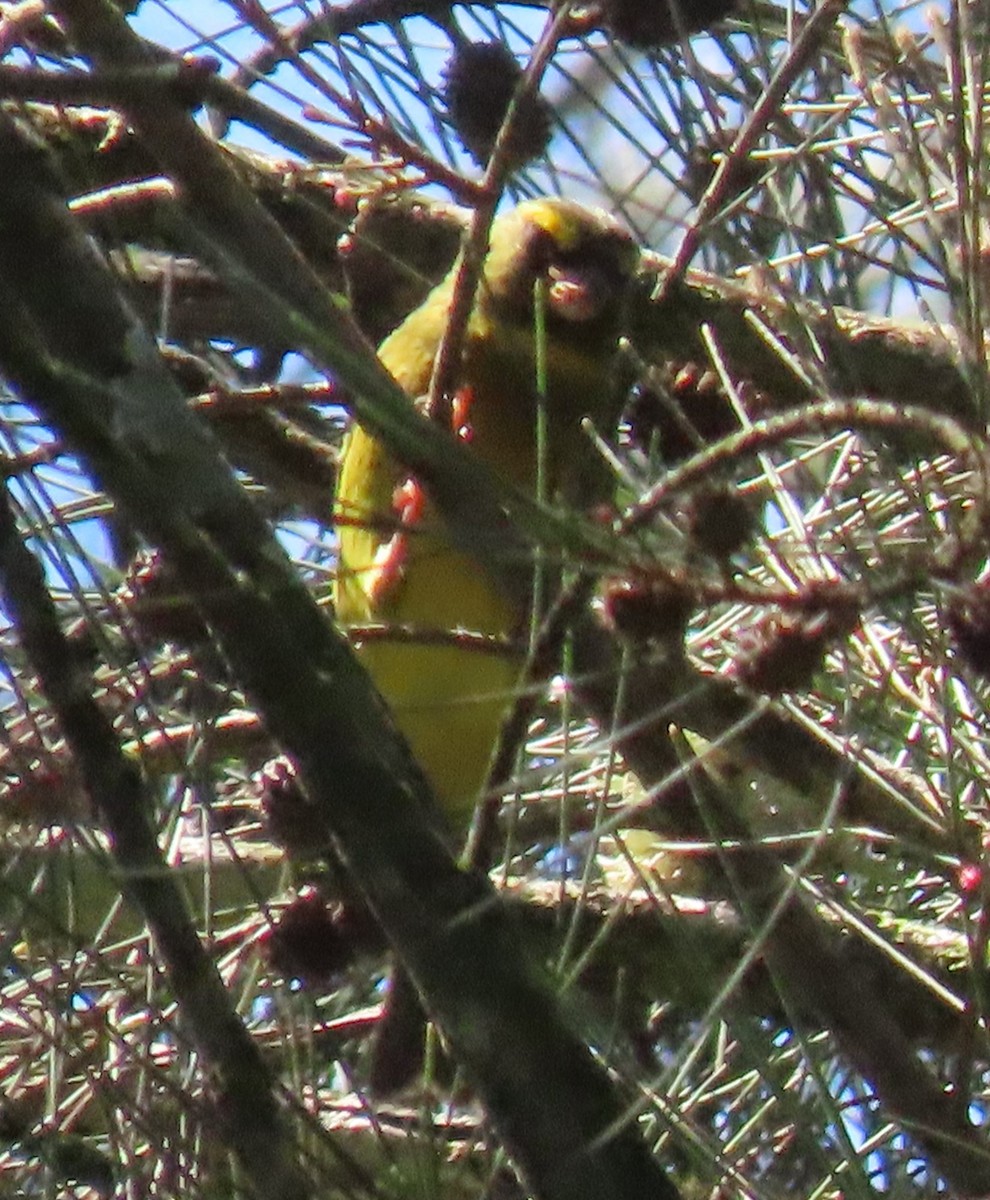 Forest Canary - ML548048821
