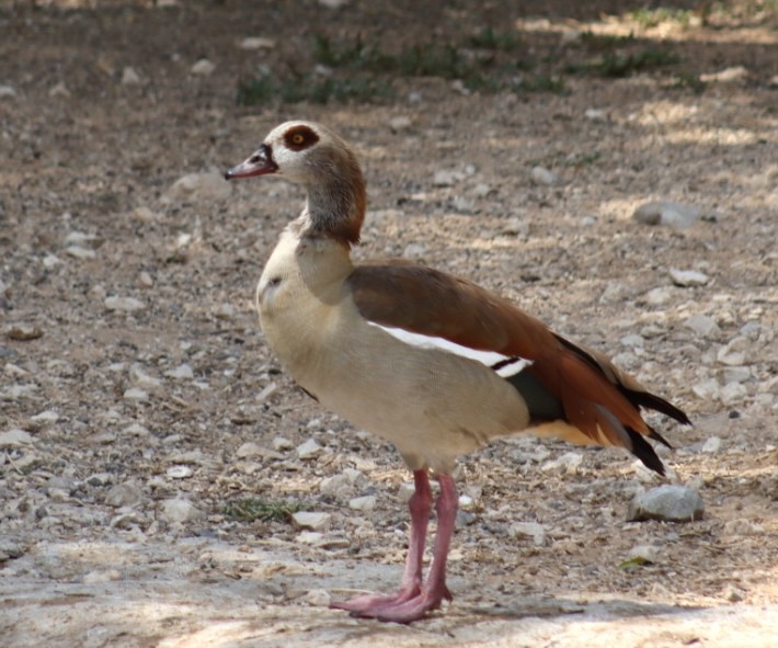Egyptian Goose - ML548048871