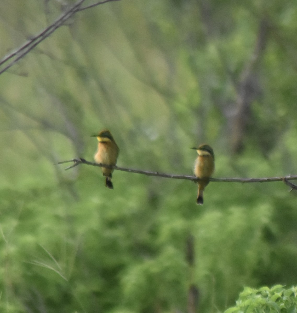 Little Bee-eater - ML548050491