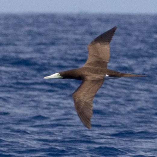 Brown Booby - ML548051981
