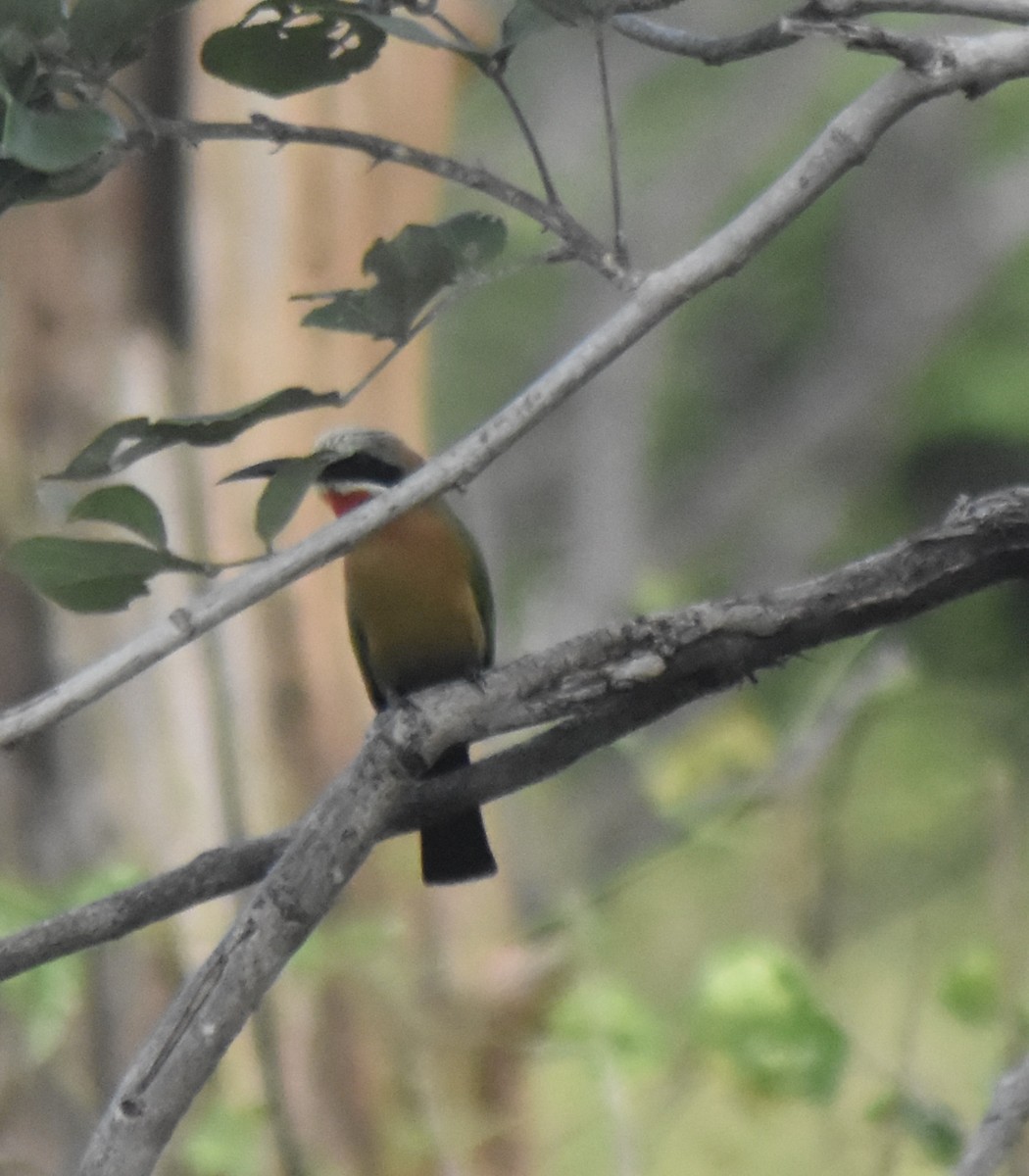 White-fronted Bee-eater - ML548052971