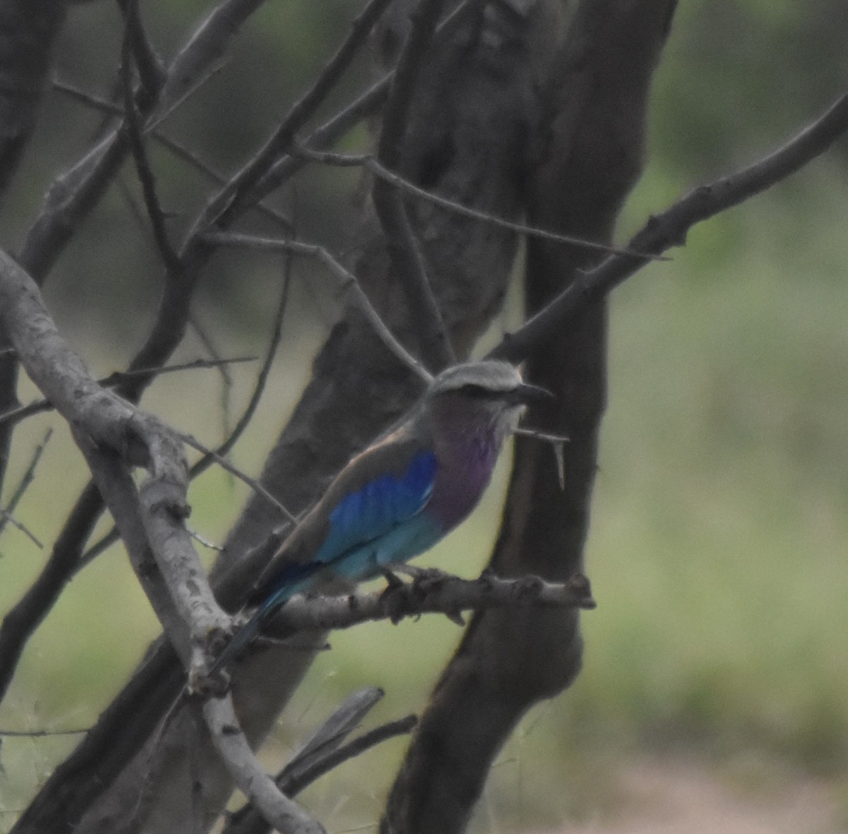 Lilac-breasted Roller - ML548053841