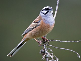 ヒゲホオジロ - eBird
