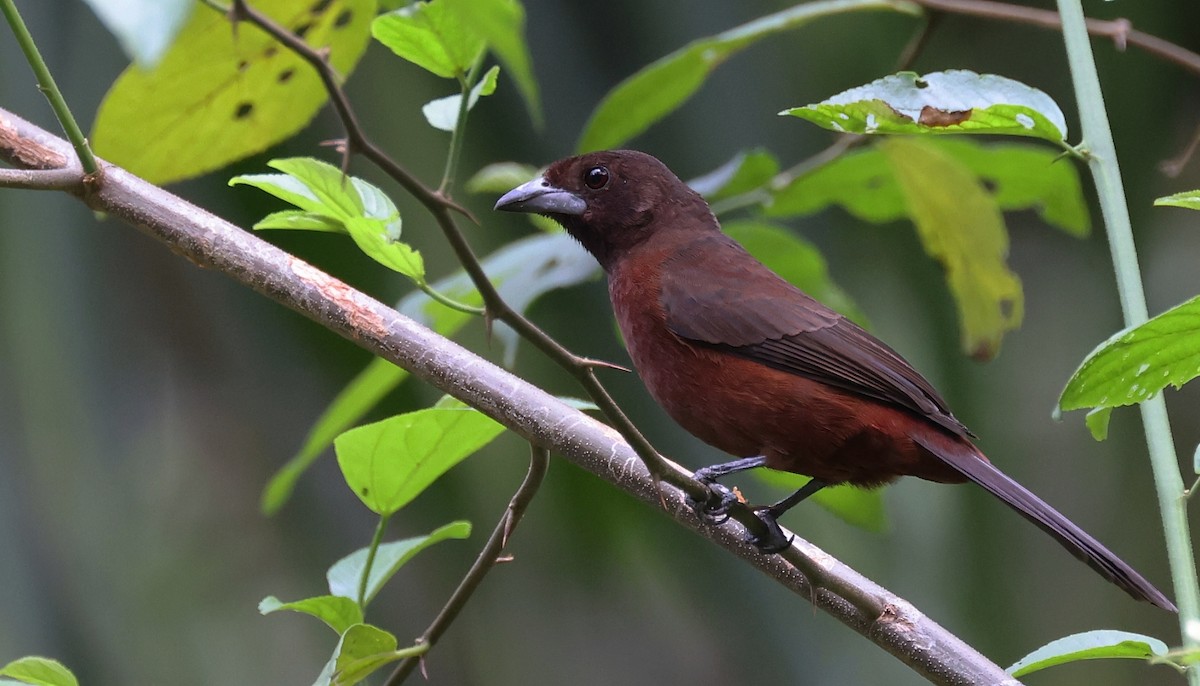 Silver-beaked Tanager - ML548055361
