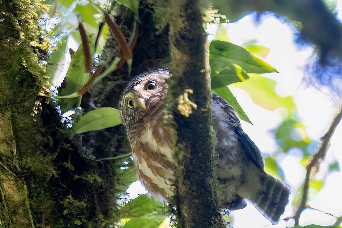 Collared Owlet - ML548056421
