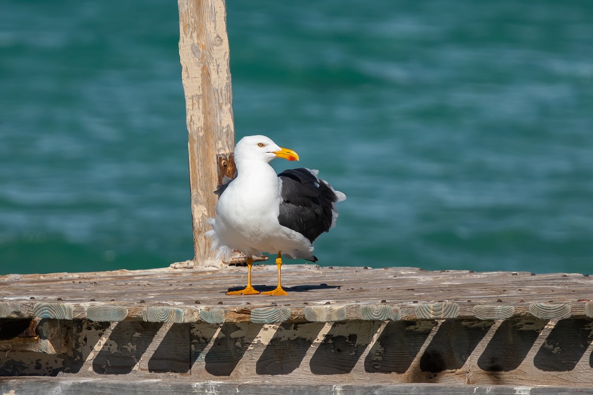 Yellow-footed Gull - ML548057841