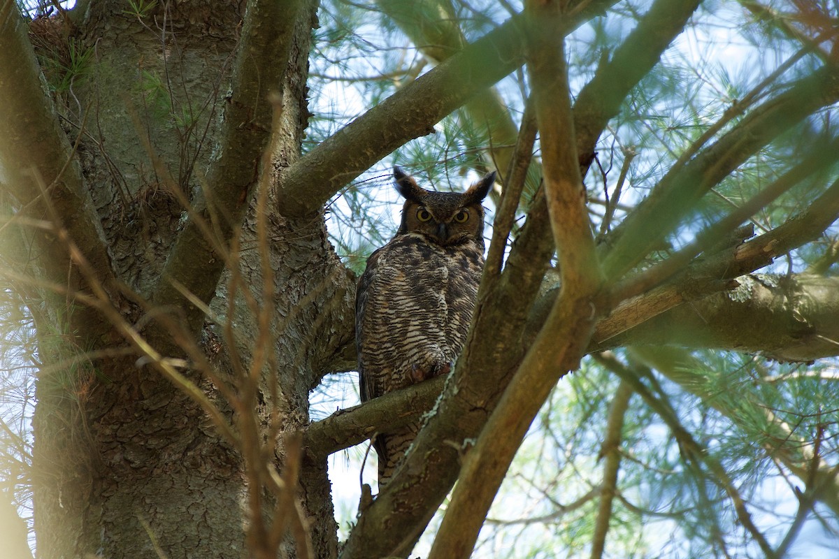 Great Horned Owl - Nick Hawvermale