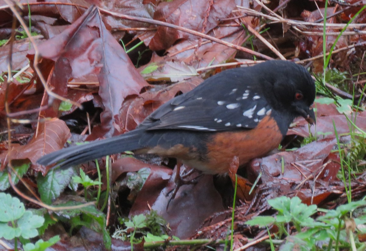 Spotted Towhee - ML548061161
