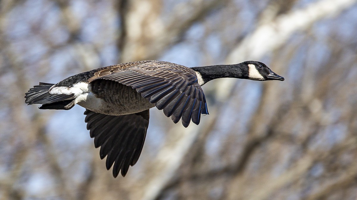 New York Breeding Bird Atlas Checklist - 21 Mar 2023 - Rockland Lake SP