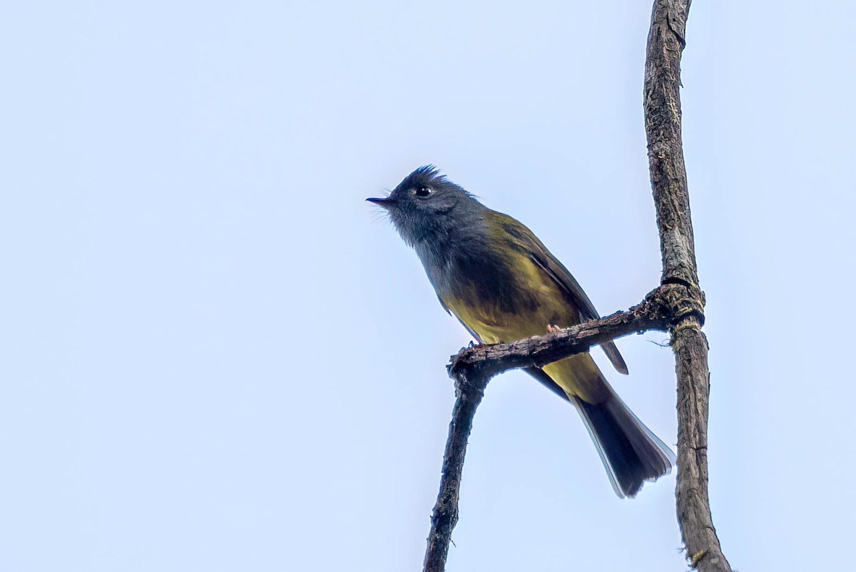 Gray-headed Canary-Flycatcher - ML548064611