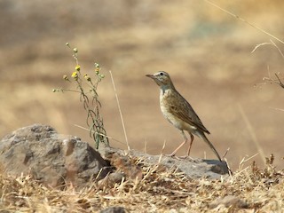  - Tawny Pipit