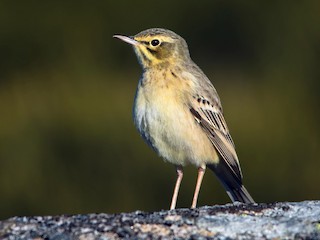  - Tawny Pipit