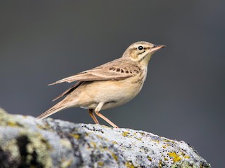  - Tawny Pipit