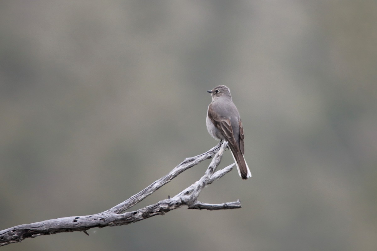 Townsend's Solitaire - Diana Spangler