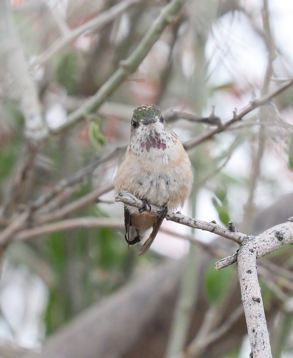 Ebird Checklist Mar Veterans Oasis Park Species