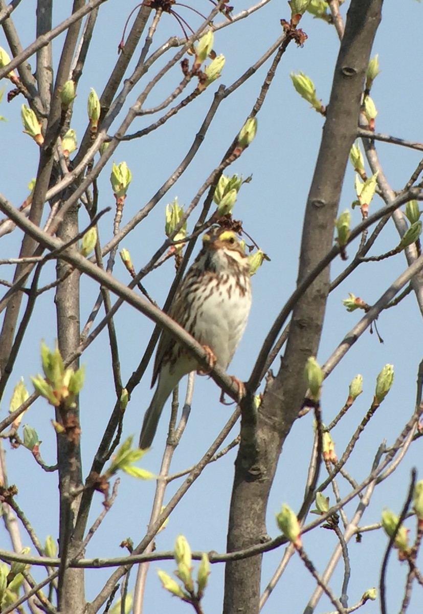 Savannah Sparrow - ML54807741