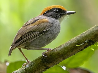  - Black-cheeked Gnateater