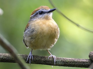  - Black-cheeked Gnateater