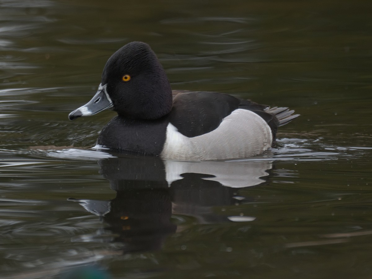 Ring-necked Duck - ML548079231