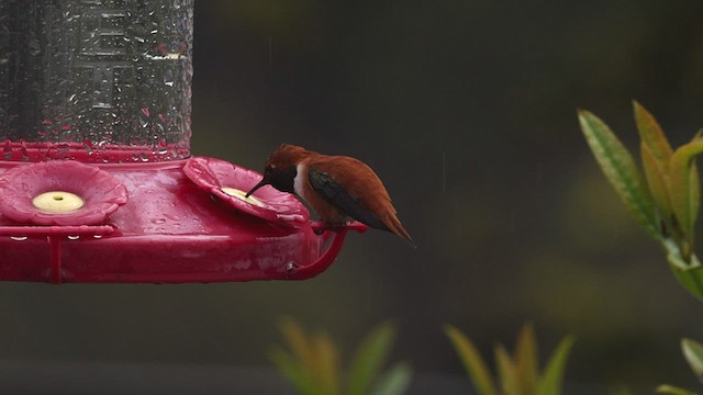 Rufous Hummingbird - ML548080521