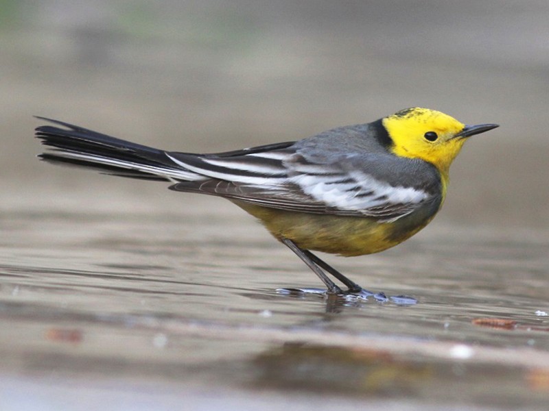 Citrine Wagtail - Anonymous