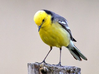 繁殖期のオス (Gray-backed) - Daniel Murphy - ML54808701