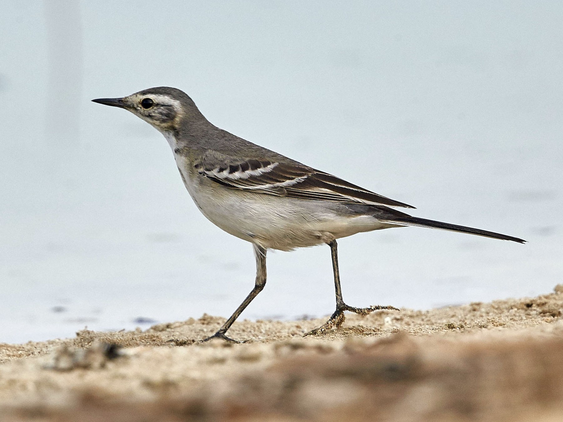 Citrine Wagtail - eBird