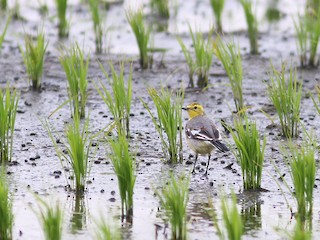  - Citrine Wagtail