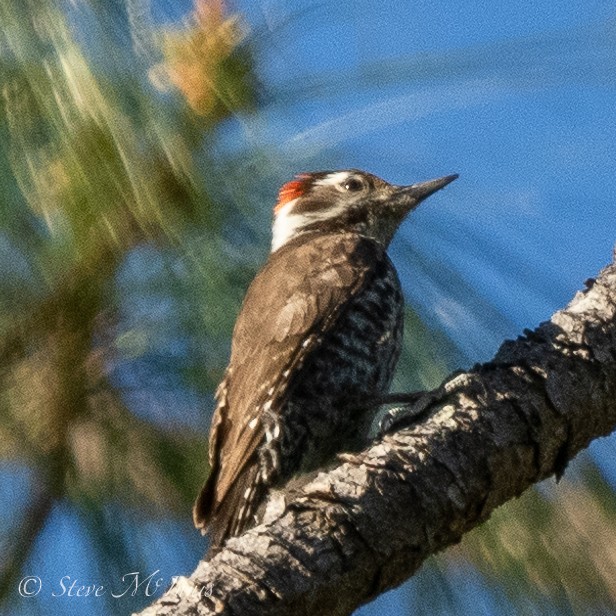 Arizona Woodpecker - ML548087921
