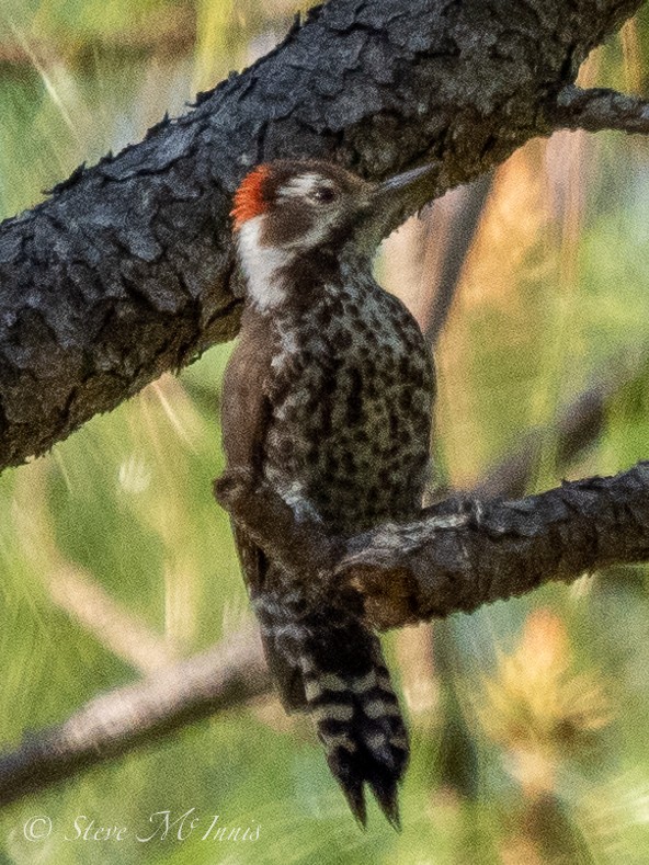 Arizona Woodpecker - ML548087931
