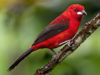 ベニフウキンチョウ - eBird