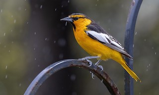 Bullock's Oriole